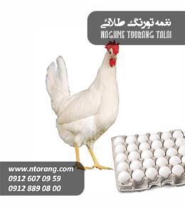 فروش پولت تخمگذار شیور